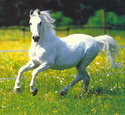 ~Starshine*Magical* Horse* Herd~ {Part 1} Lead MARE is chosen! 2nd lead needs mate. (Liberty) My-whi10