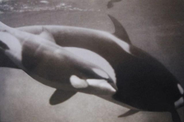 Etude des orques morts-né en Captivité Bjossa10
