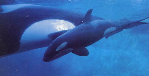 Etude des orques morts-né en Captivité Kyosha10