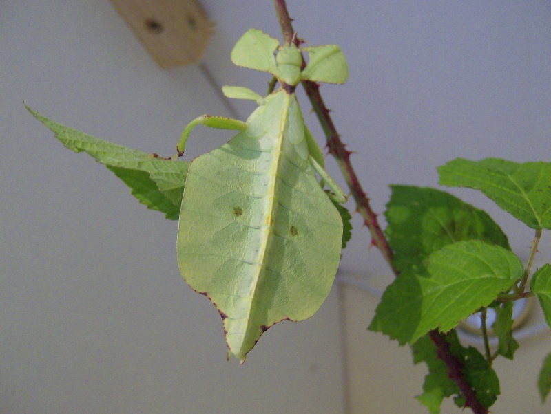 Phyllium celebicum (PSG 128) - Page 2 Hpim4320