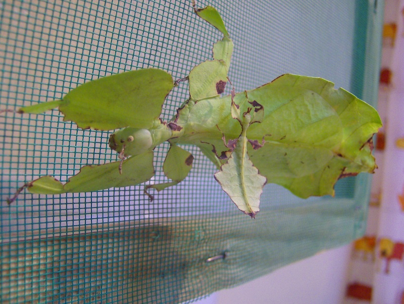 phyllium giganteum Hpim4429