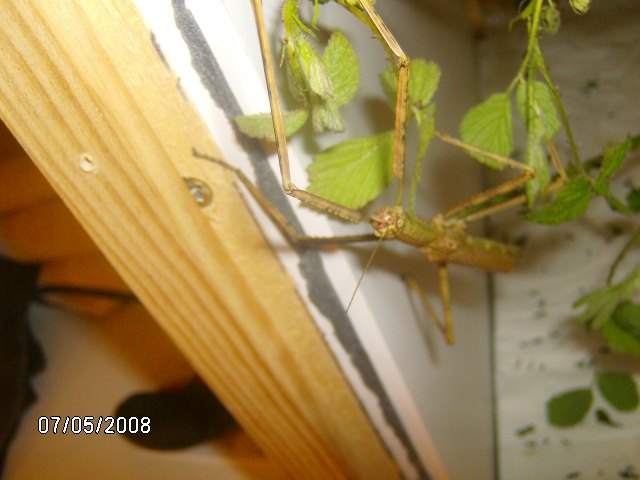 Anchiale briareus (PSG 15) Photo115