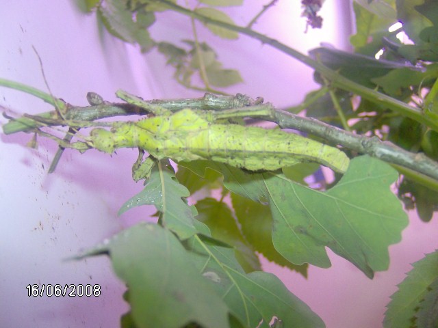 Heteropteryx dilatata (PSG 18) Photo264