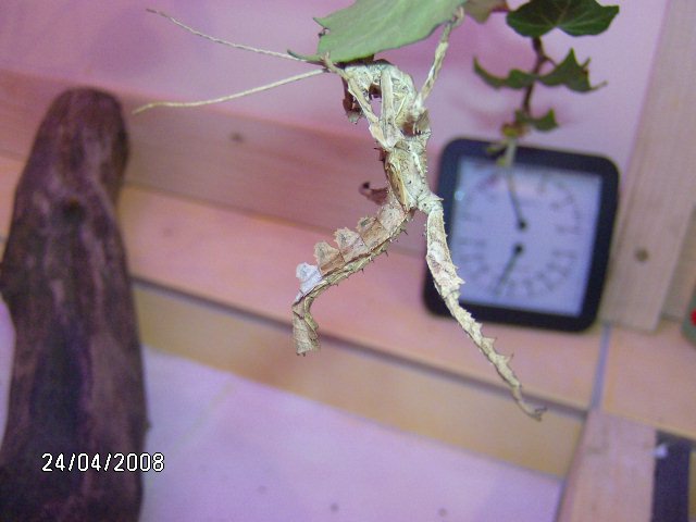 Heteropteryx dilatata (PSG 18) Photo_45