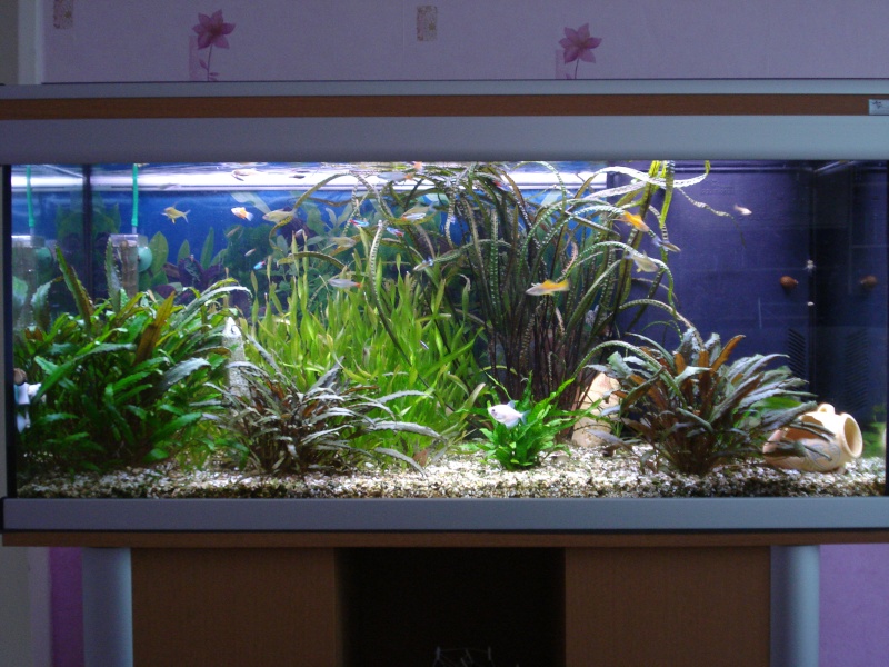 je presente mon aquarium cedric 01912