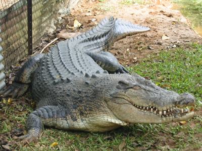 le crocodile _bobo_11