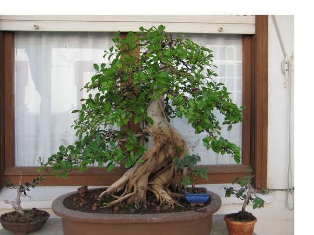 Muestra de bonsái de la Asociación el Taray (San Fernando) - Página 3 Ficus_12