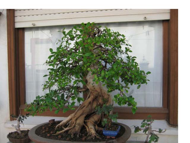 Muestra de bonsái de la Asociación el Taray (San Fernando) - Página 3 Ficus_13