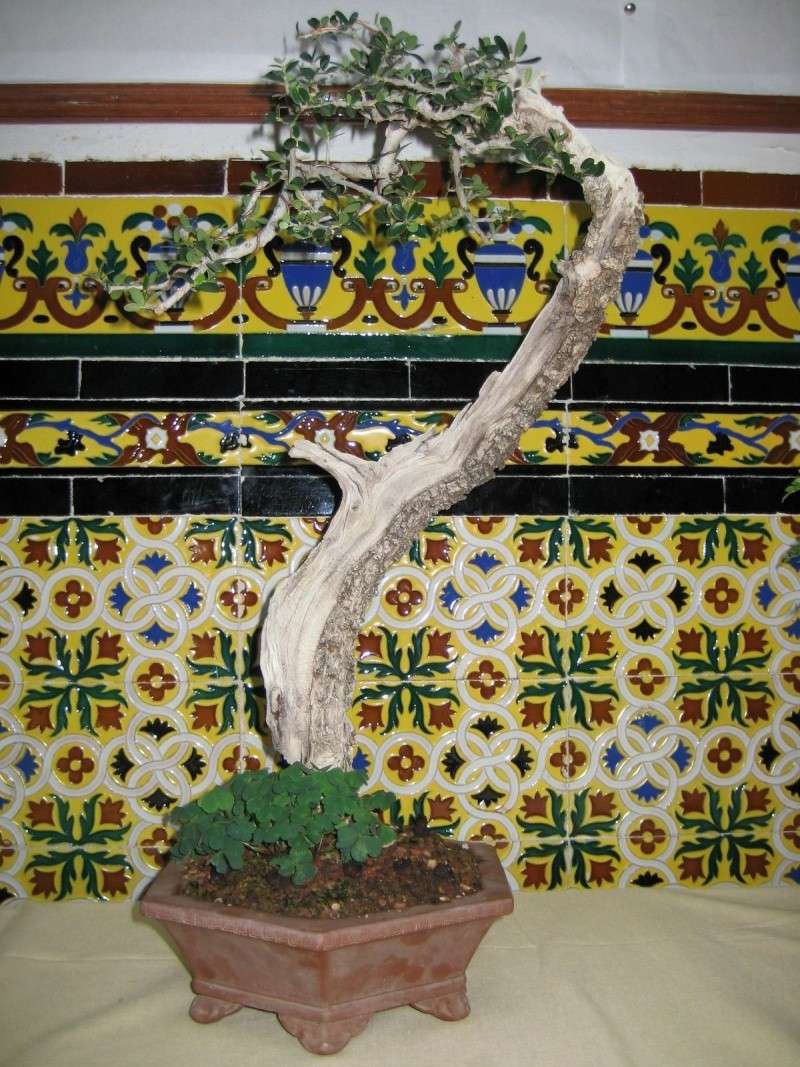 Muestra de bonsái de la Asociación el Taray (San Fernando) Muestr12
