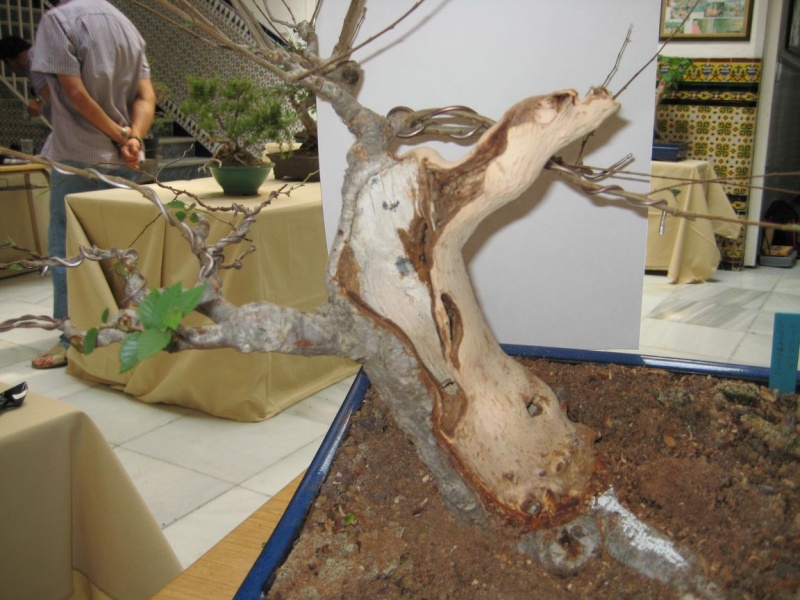 Muestra de bonsái de la Asociación el Taray (San Fernando) - Página 2 Muestr25