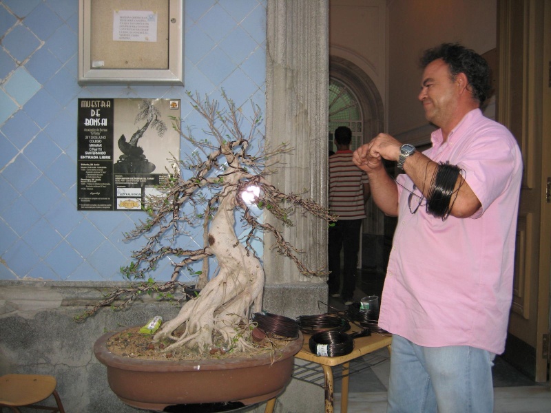 Muestra de bonsái de la Asociación el Taray (San Fernando) - Página 2 Muestr34