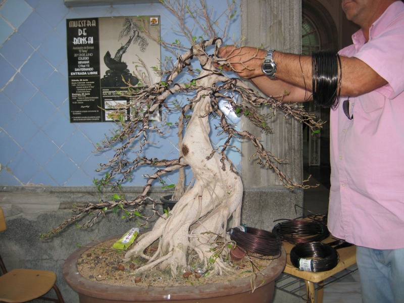 Muestra de bonsái de la Asociación el Taray (San Fernando) - Página 2 Muestr35