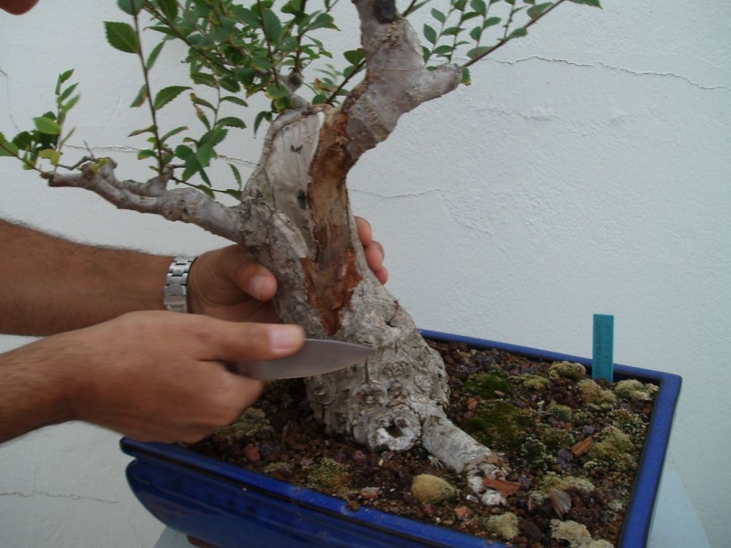 Muestra de bonsái de la Asociación el Taray (San Fernando) Olmo_d12