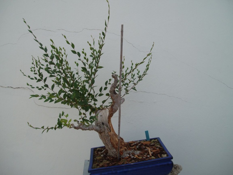 Muestra de bonsái de la Asociación el Taray (San Fernando) Olmo_d14