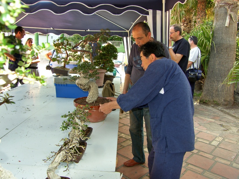 I jornadas amigos del bonsái Costa Tropical Sh107112