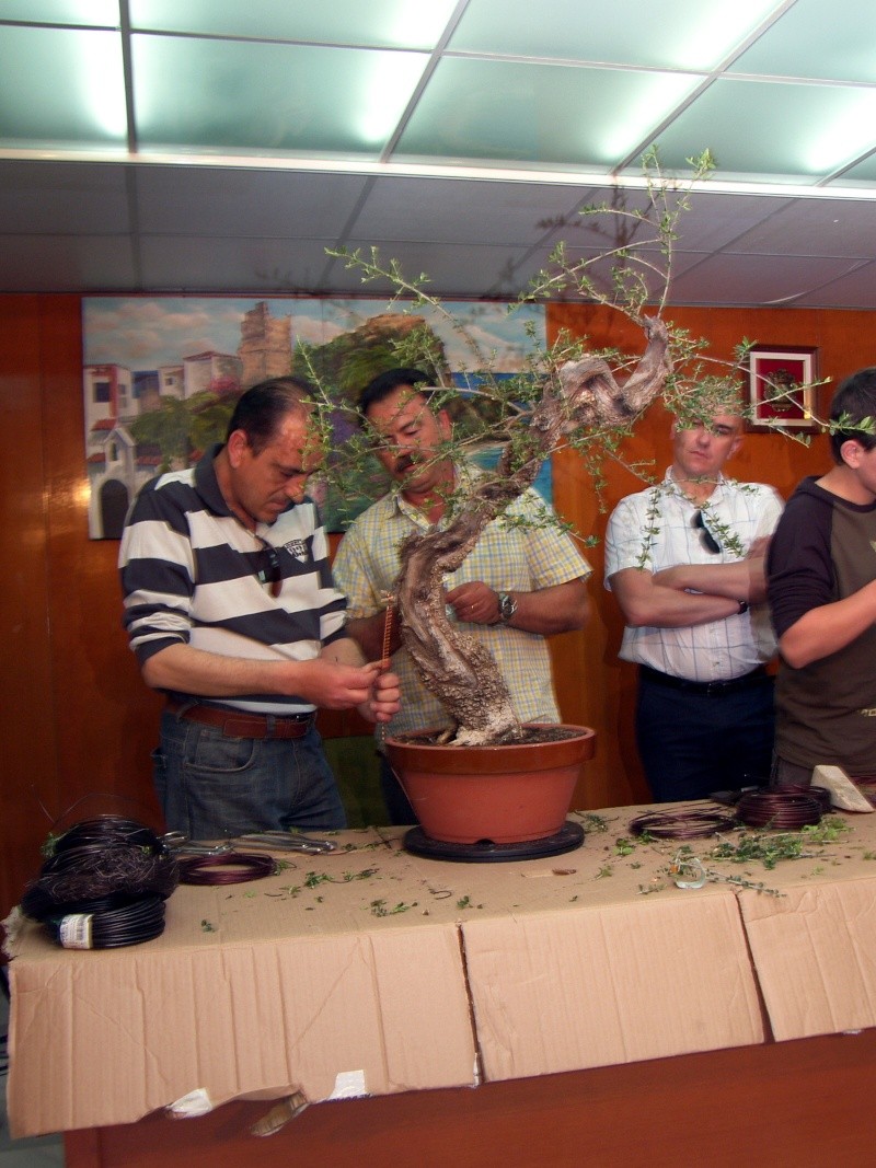I jornadas amigos del bonsái Costa Tropical - Página 3 Sh107356