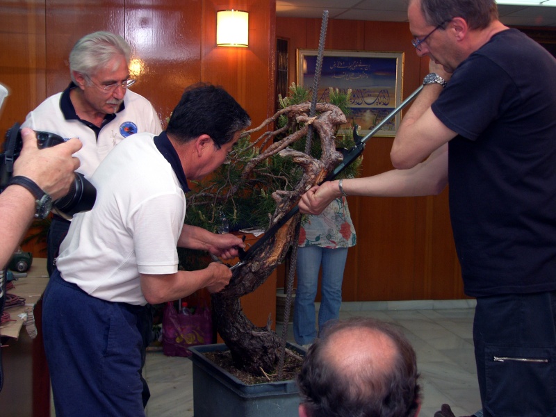 I jornadas amigos del bonsái Costa Tropical - Página 4 Sh107522