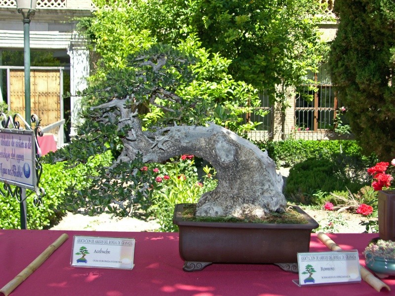 Un día con los amigos del bonsai granadinos. EXPO y DEMOS Sh108251