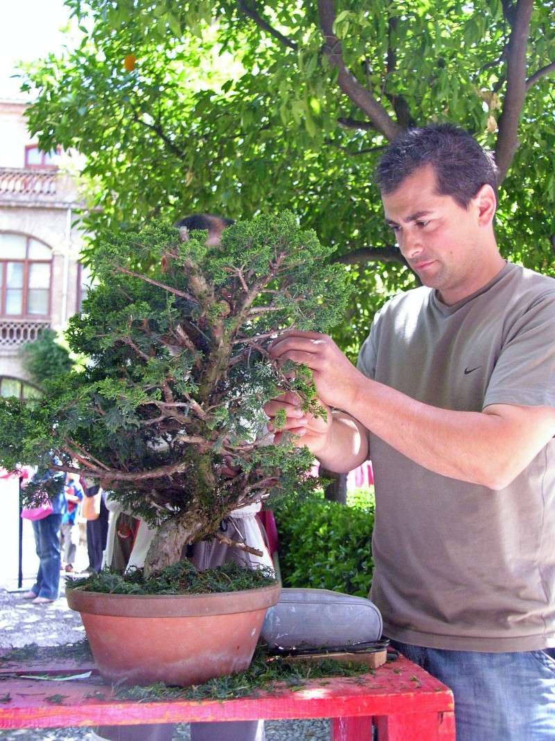 Un día con los amigos del bonsai granadinos. EXPO y DEMOS Sh108335
