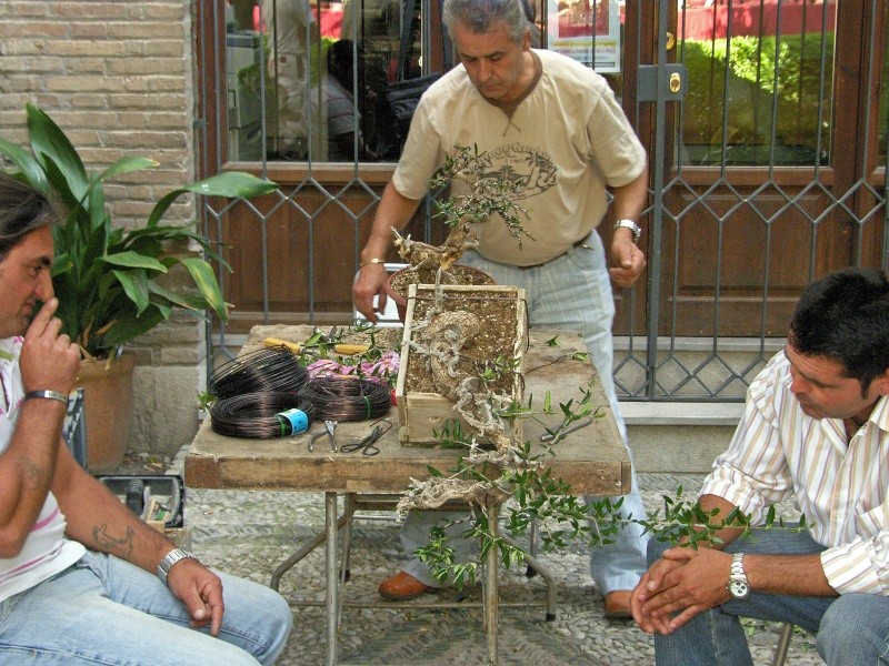 Un día con los amigos del bonsai granadinos. EXPO y DEMOS - Página 2 Sh108375