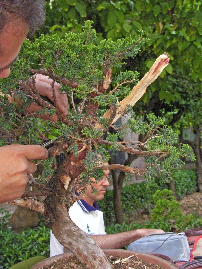 Un día con los amigos del bonsai granadinos. EXPO y DEMOS - Página 2 Sh108412