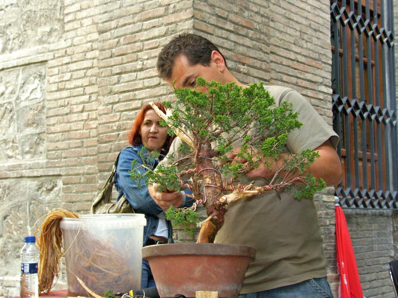 Un día con los amigos del bonsai granadinos. EXPO y DEMOS - Página 2 Sh108423
