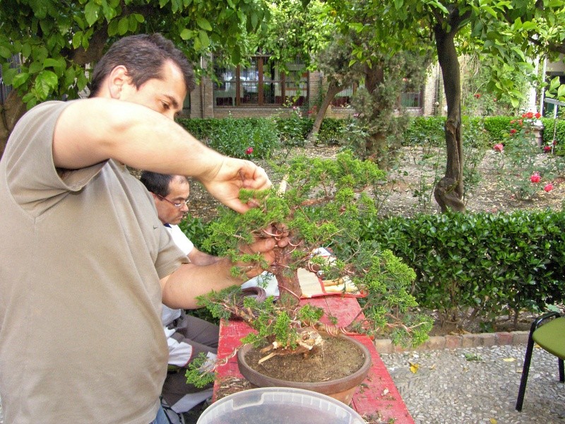 Un día con los amigos del bonsai granadinos. EXPO y DEMOS - Página 2 Sh108424