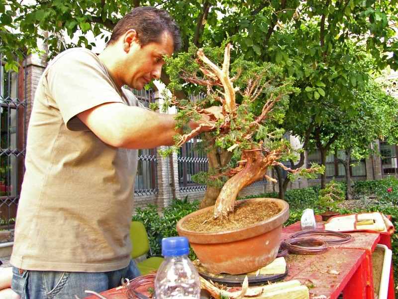 Un día con los amigos del bonsai granadinos. EXPO y DEMOS - Página 2 Sh108433