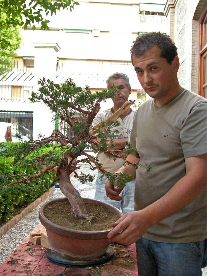 Un día con los amigos del bonsai granadinos. EXPO y DEMOS - Página 2 Sh108438