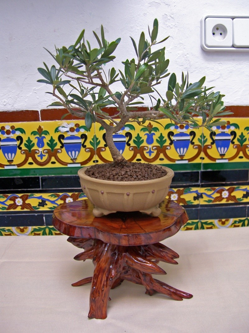 Muestra de bonsái de la Asociación el Taray (San Fernando) Sh108815