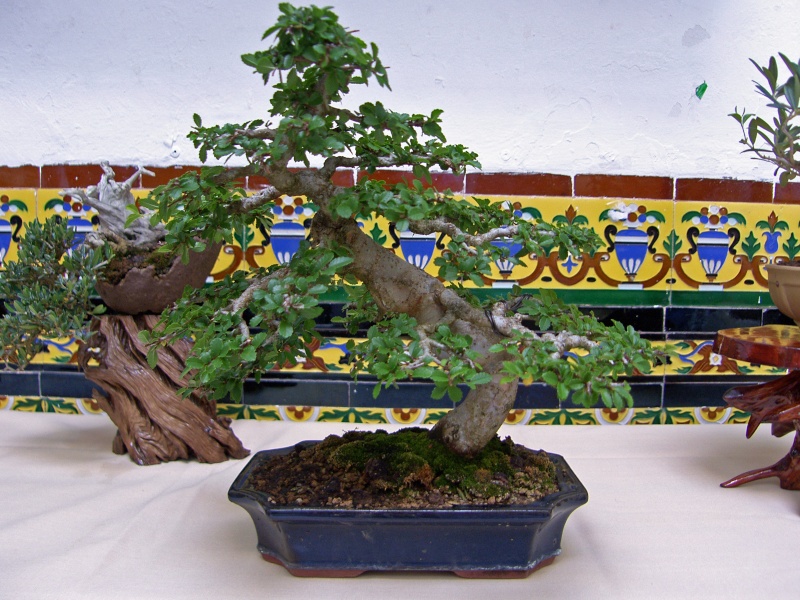 Muestra de bonsái de la Asociación el Taray (San Fernando) Sh108816