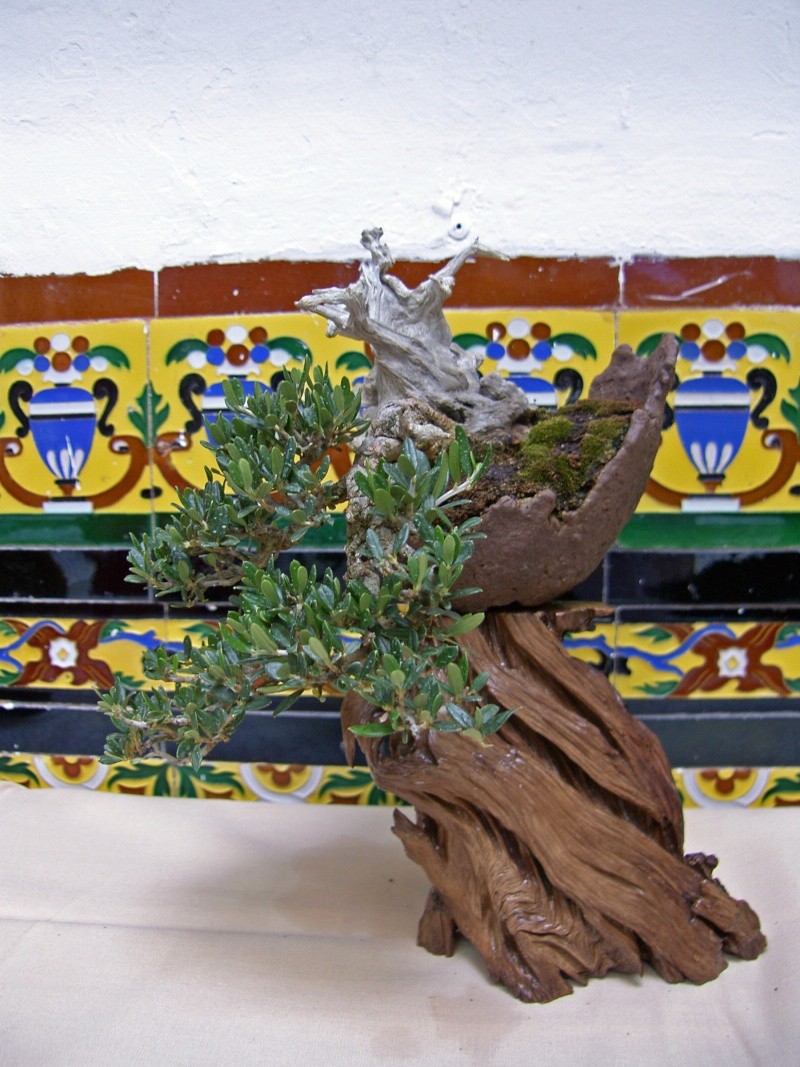 Muestra de bonsái de la Asociación el Taray (San Fernando) Sh108817
