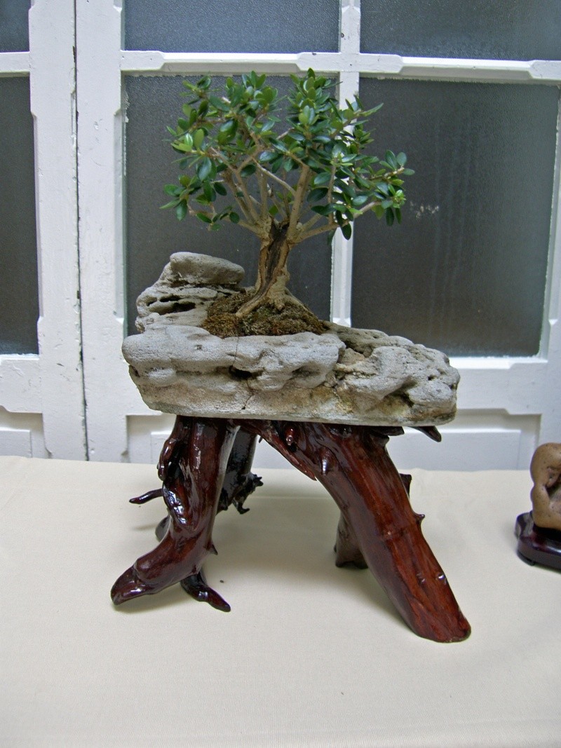 Muestra de bonsái de la Asociación el Taray (San Fernando) Sh108826