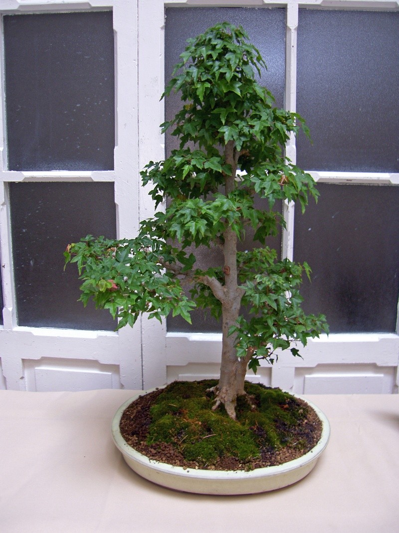 Muestra de bonsái de la Asociación el Taray (San Fernando) Sh108829