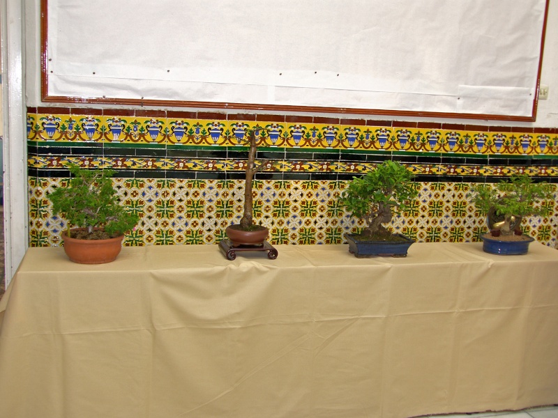 Muestra de bonsái de la Asociación el Taray (San Fernando) Sh108843
