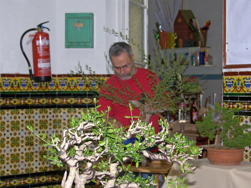 Muestra de bonsái de la Asociación el Taray (San Fernando) - Página 2 Sh108849