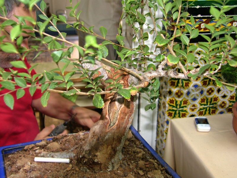 Muestra de bonsái de la Asociación el Taray (San Fernando) - Página 2 Sh108853