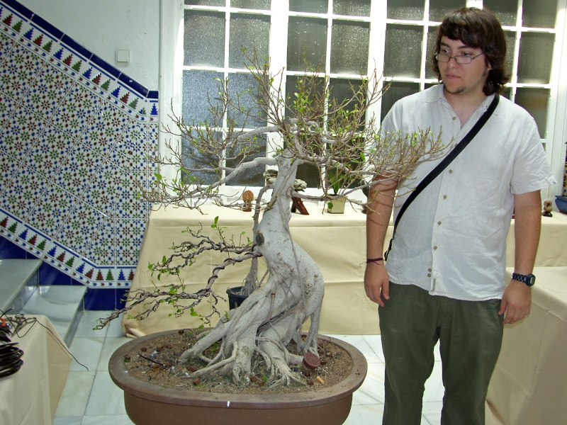 Muestra de bonsái de la Asociación el Taray (San Fernando) - Página 2 Sh108856