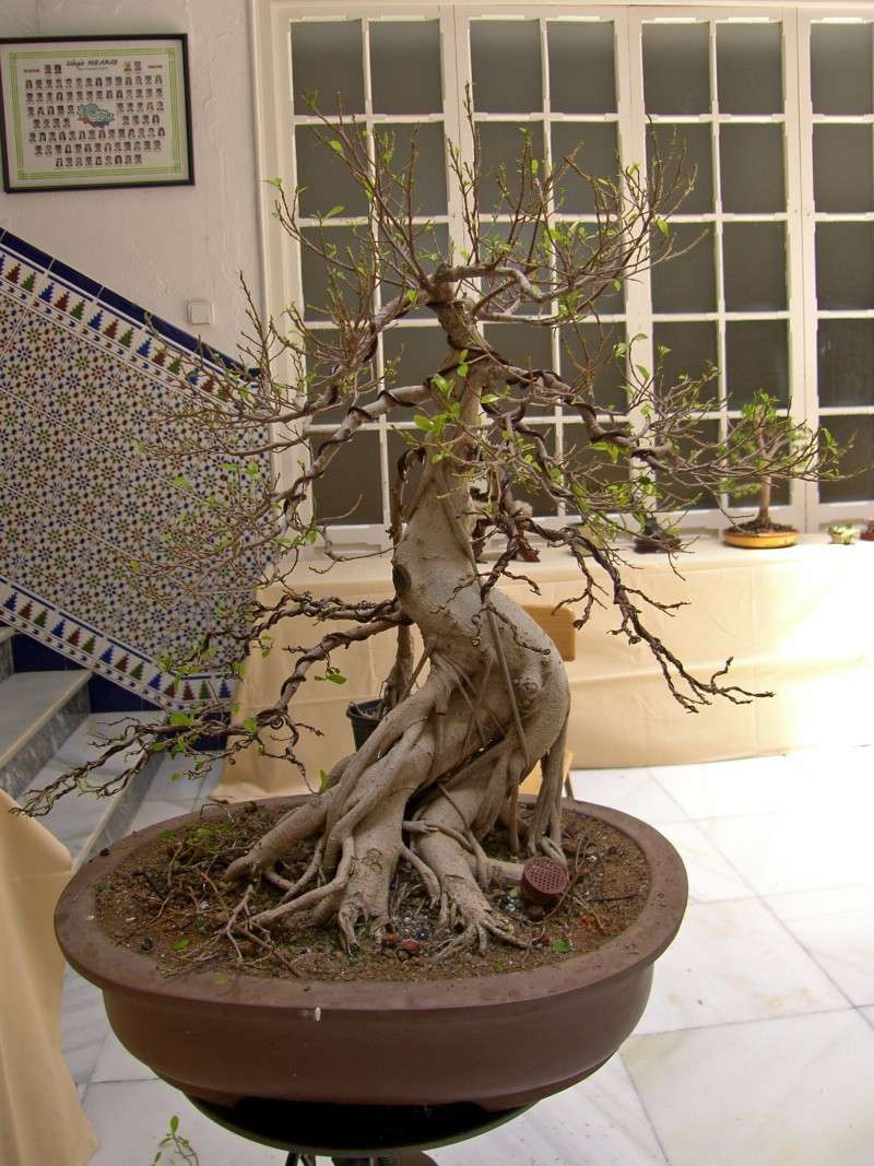 Muestra de bonsái de la Asociación el Taray (San Fernando) - Página 2 Sh108857