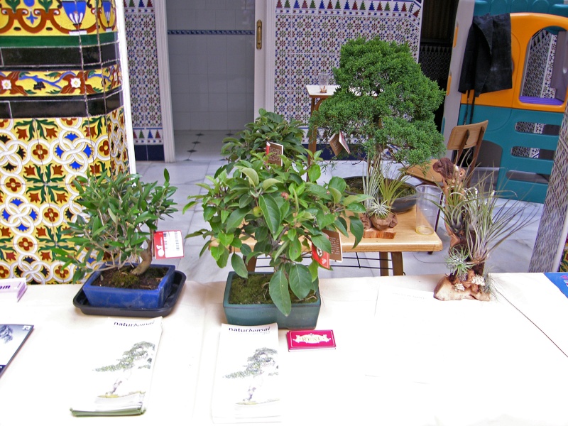 Muestra de bonsái de la Asociación el Taray (San Fernando) Sh108923