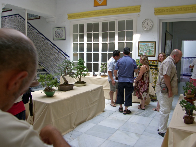 Muestra de bonsái de la Asociación el Taray (San Fernando) Sh108928