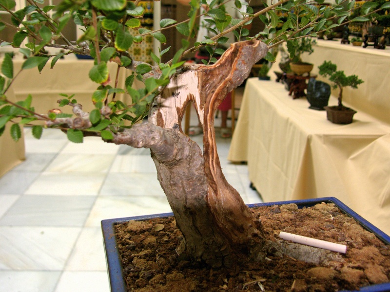 Muestra de bonsái de la Asociación el Taray (San Fernando) - Página 2 Sh108937