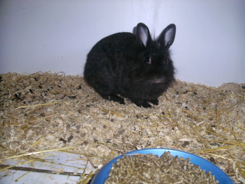 Lekha - lapine de petit gabarit noire - environ 1 an - 51 [REVES DE TOITS] Bild0010