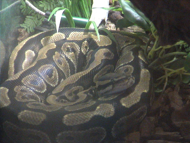 photo de "ma" python regius Dcam0012