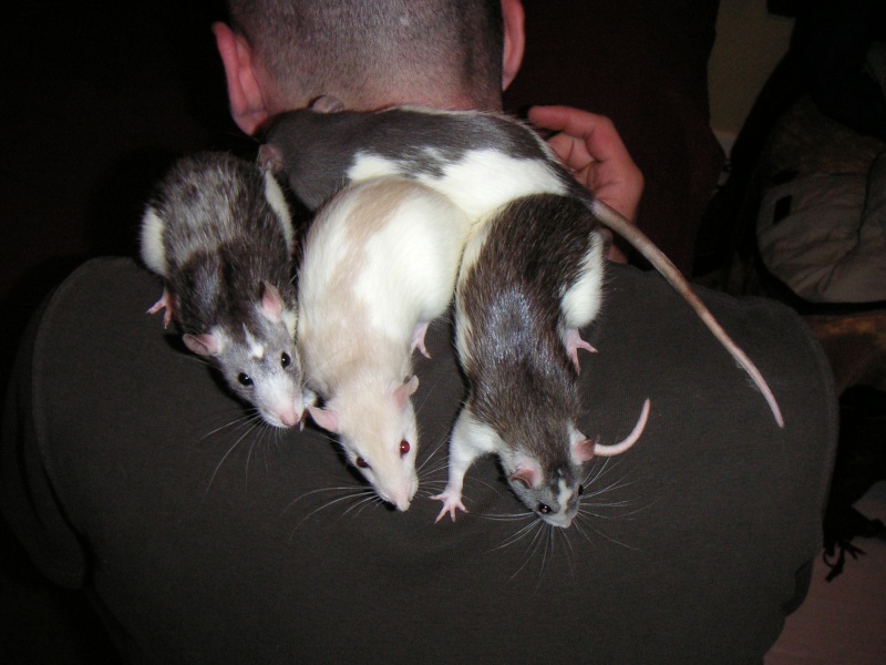 Mon fameux tas de rat Pict0112