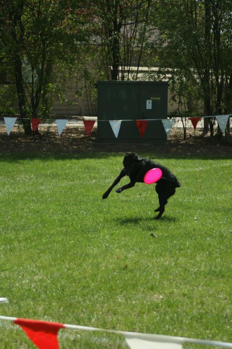 Disc Dog trial in Waterford, MI - Page 2 Brie10