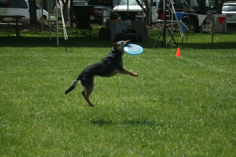 Disc Dog trial in Waterford, MI - Page 2 Carly_10