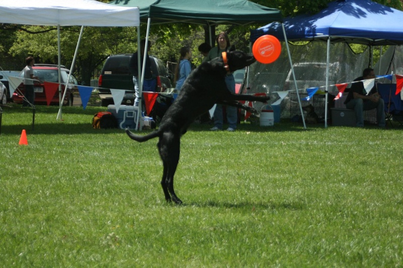 Disc Dog trial in Waterford, MI - Page 2 Colby10