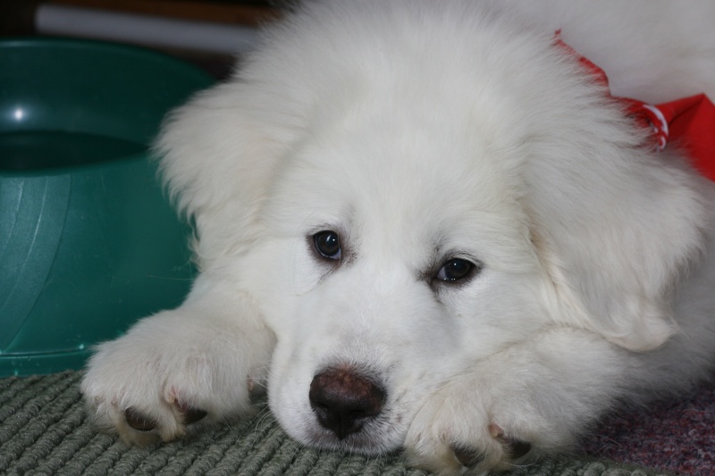 Great Pyrenees 8 week old puppy - Page 3 Leo_1110