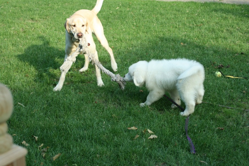 Great Pyrenees 8 week old puppy - Page 3 Leo_1810